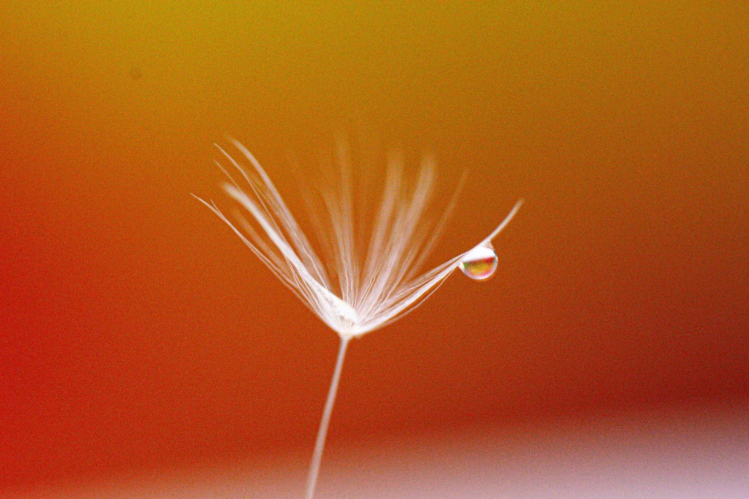 A single dandelion seed against an orange background